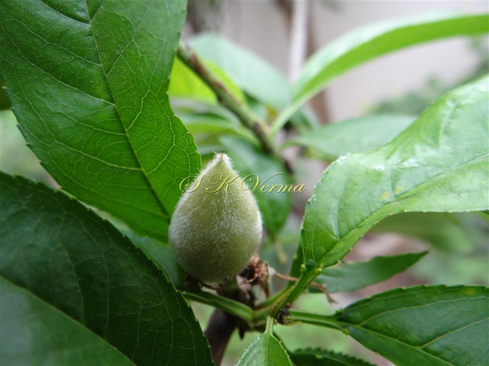  Young fruit